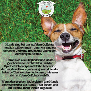 Hund liegt auf Wiese